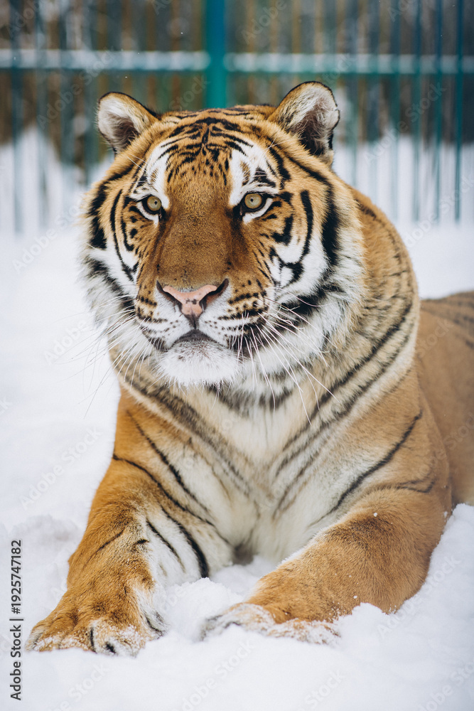Naklejka premium tiger close-up in the snow, high quality photo