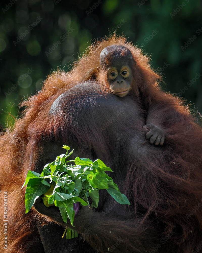 Naklejka premium Borneo orangutan 