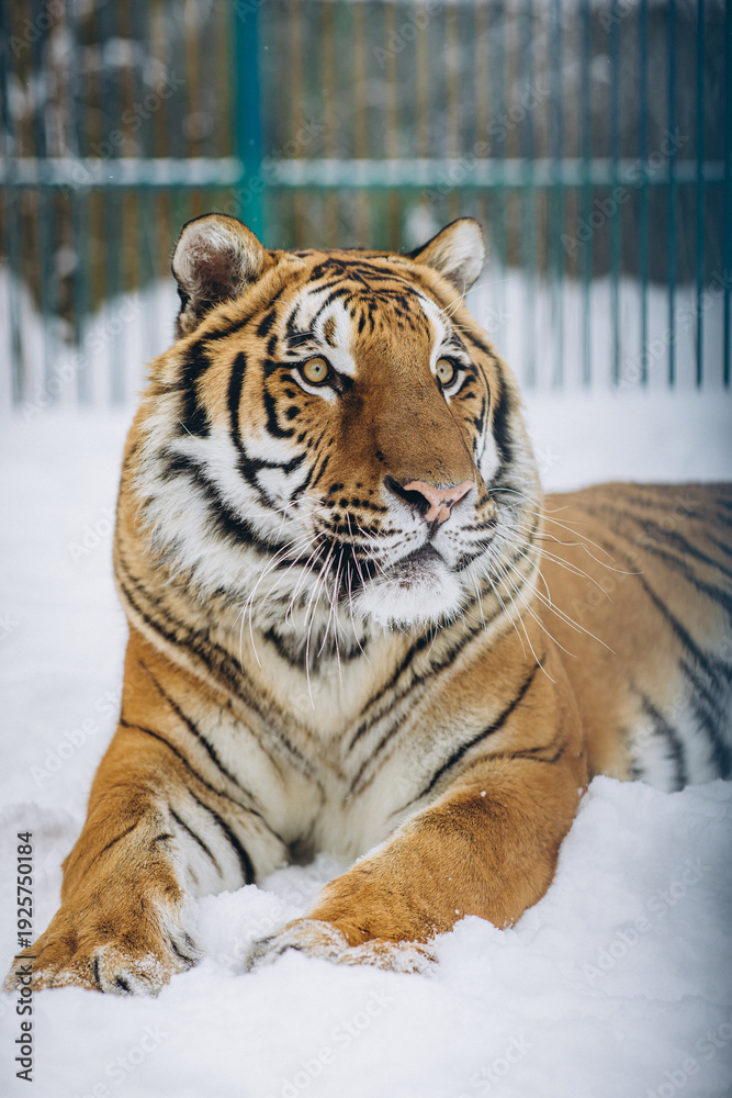 Obraz premium tiger close-up in the snow, high quality photo