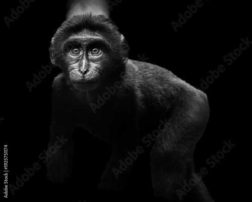 Sulawesi Black Monkey (Macaca nigra).