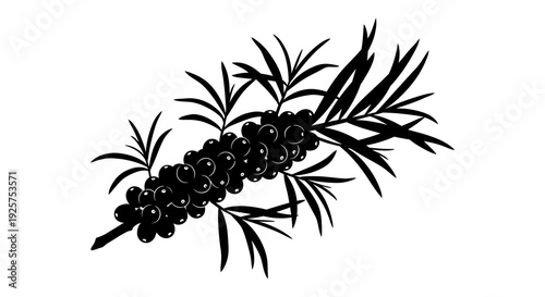 A black silhouette of a juniper branch with ripe dark berries