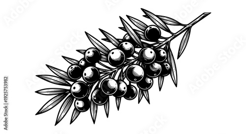 A detailed ink sketch depicting a branch of olives with dark round fruit