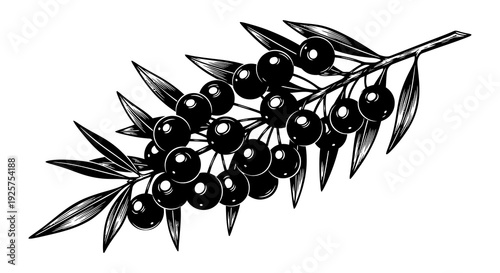 A detailed black and white illustration of an olive branch with ripe olives