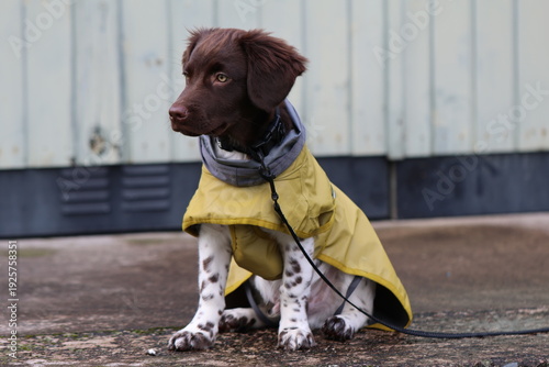 Stabyhoun Stabijhoun puppy dog