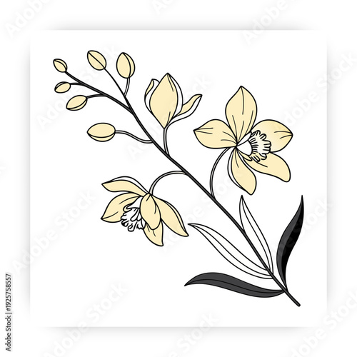 Tropical Orchid Flower Vector, Flat Minimal Floral Illustration, Natural Beauty Spa Design Element.