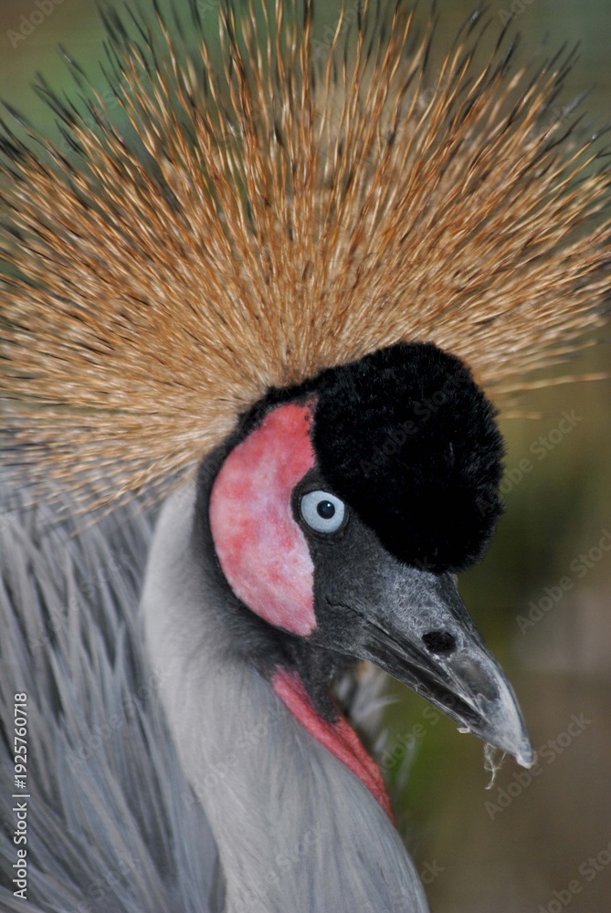 Fototapeta premium Black-crowned crane - Close-up portrait. body with gray hair, black crest, golden head crown.