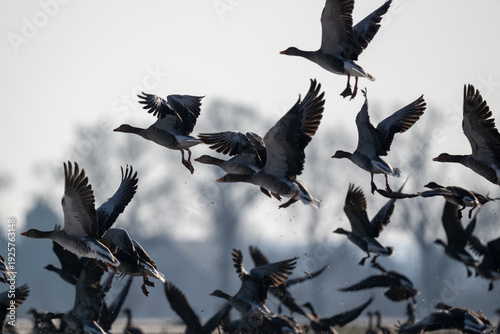 Tableau sur toile Zugvögel, jedes Jahr unternehmen Vogelschwärme eine anstrengende Reise in den Sü