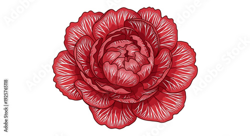 Detailed illustration of a vibrant red carnation flower in full bloom