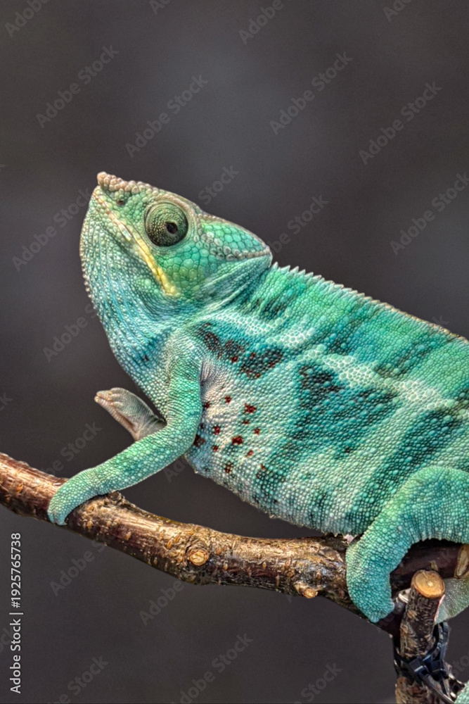 Fototapeta premium chameleon on a branch