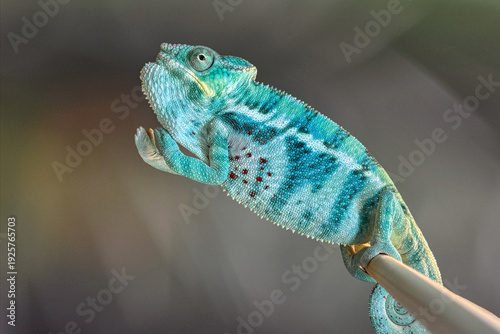 Fotografi Bright green chameleon with textured scales and prominent resting on a branch, crisp detail against a smooth, blurry background