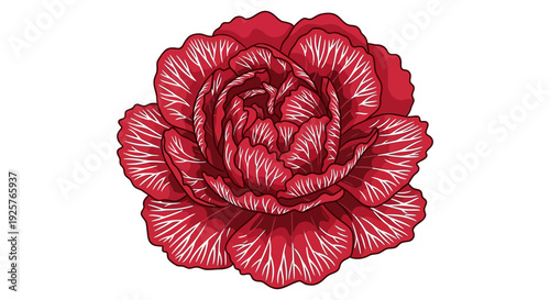 A vibrant detailed illustration of a single fully bloomed red carnation flower