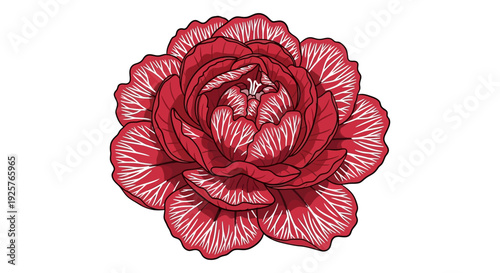 A detailed illustration of a vibrant red carnation flower with textured petals