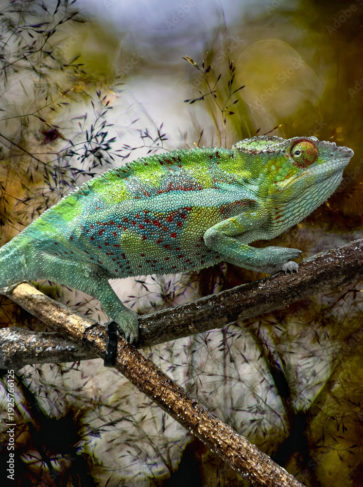 Fototapeta premium chameleon on a branch