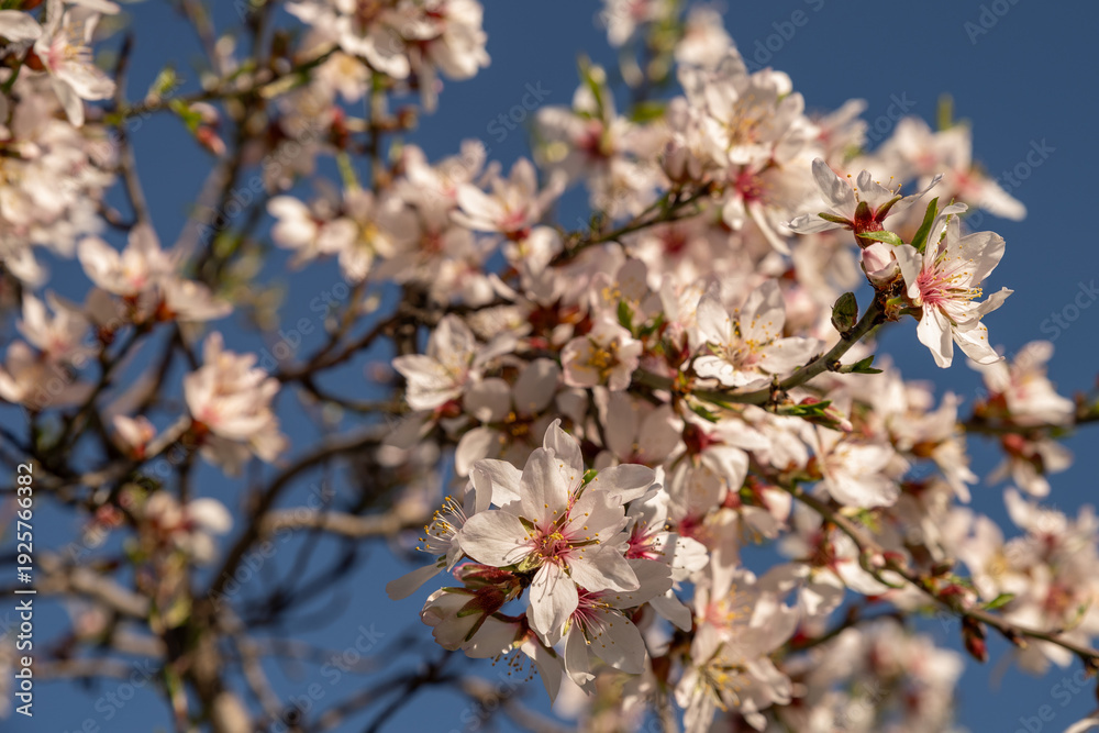 Obraz premium pink cherry blossom