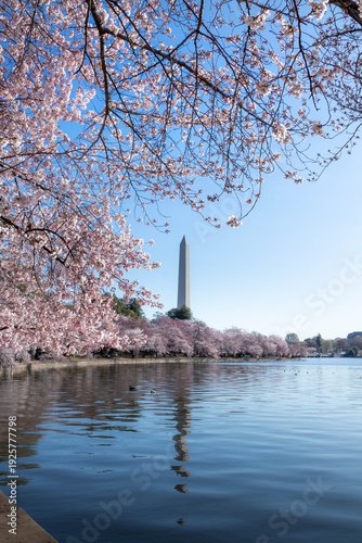 Wallpaper Mural Cherry Blossoms Blooming in Washington DC Near the Tidal Basin with the Washington Monument in the Background Torontodigital.ca