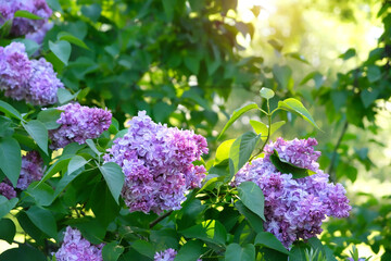 Fotobehang Groen Beautiful purple color Lilac flowers in green foliage close up. Bright floral spring background. blossom spring landscape with lilac bush.  © Ju_see