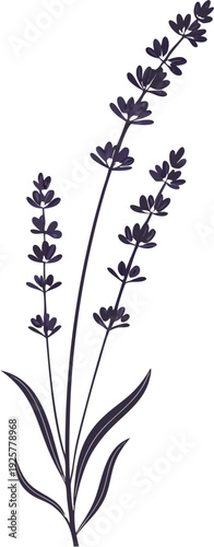 Black Lavender Flower Silhouette Botanical Herb Vector Illustration