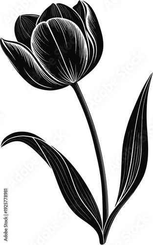 Black Tulip Flower Silhouette Spring Botanical Vector Illustration