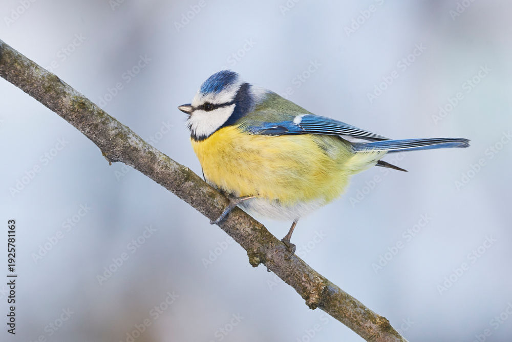 Fototapeta premium Eurasian blue tit bird closeup in winter season ( Cyanistes caeruleus )