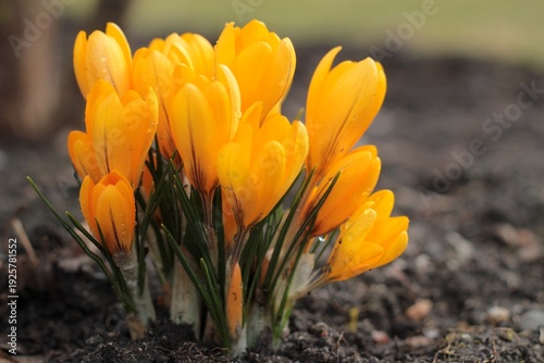 Yellow Crocus Flowers with Morning Dew – Early Spring Bloom Close Up