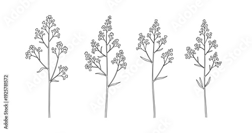 Delicate black and white line art of wildflower stems