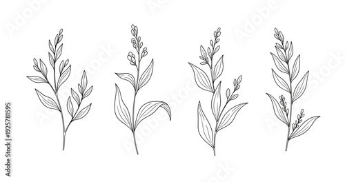 Elegant botanical line art of floral stems