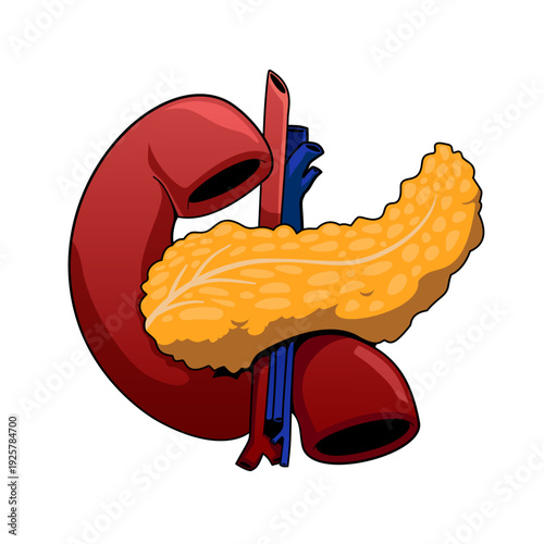 Pancreas and Kidney Anatomy Illustration for Diabetes Awareness Medical Vector Isolated on White Background
