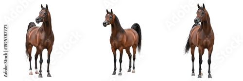 Bild auf Leinwand Arabian Horse Equus ferus caballus isolated on white background, purebred desert