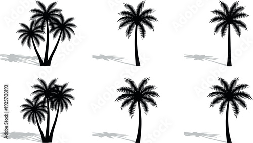 Black silhouette of tropical palm trees with gray floor shadows isolated on white background for summer beach vacation and exotic nature landscape design