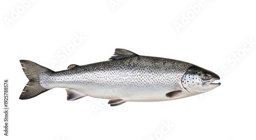 Wallpaper Mural Atlantic salmon isolated on white background for culinary and marine studies Torontodigital.ca