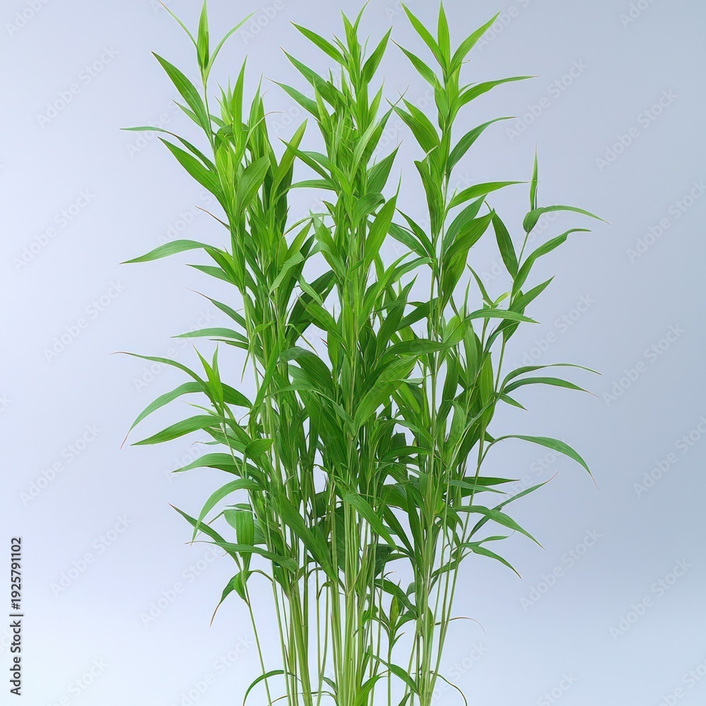 Obraz premium Bunch of vibrant green bamboo stalks with slender leaves against a light background