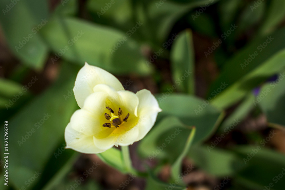 Obraz premium Yellow Spring Tulip and Green Leaves