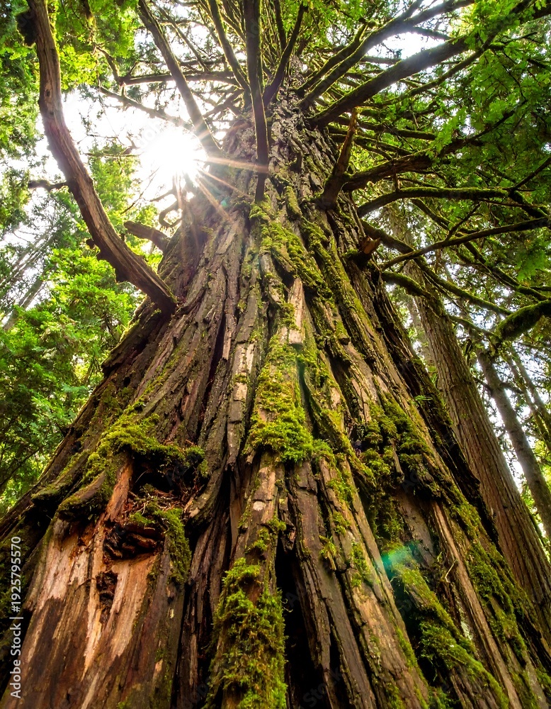 Fototapeta premium Towering tree with sunlight filtering through its branches, observed from a low angle in a lush forest setting