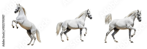 Quadro em tela Lipizzaner Horse Equus ferus caballus isolated on white background, Lipizzan bre