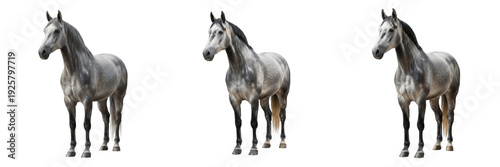 Tablou pe pânză Percheron Horse Equus ferus caballus isolated on white background, French draft