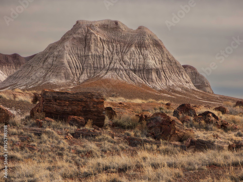 фотографія In this scenic view from Petrified Forest National Park, petrified logs and dried grass cover the landscape while an austere, eroded gray butte rises in the background