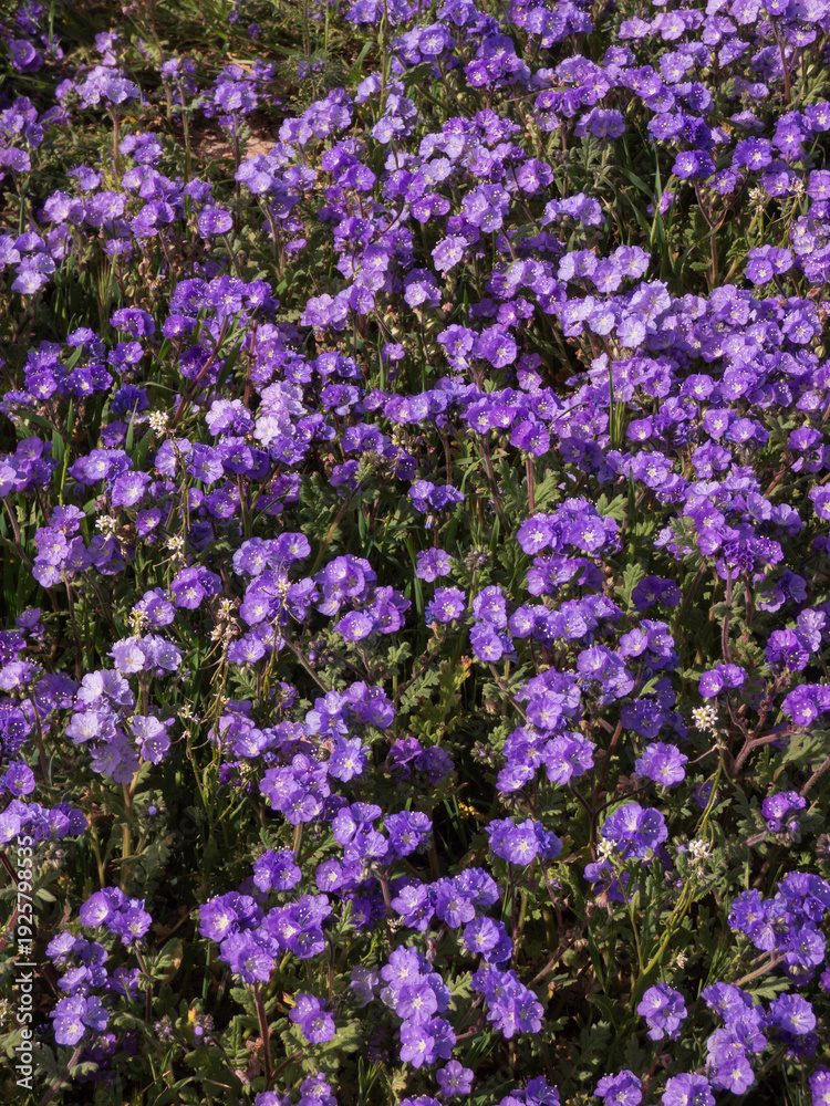 Obraz premium Abundant blossoms of Wild Heliotrope, a beautiful purple wildflower, cover the ground at Carrizo Plain National Monument during a superbloom. 