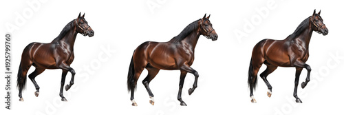 Fotografie Tennessee Walking Horse Equus ferus caballus isolated on white background, gaite