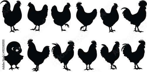 Set of black chicken and rooster silhouettes in various poses isolated on white background, poultry farm vector icons including hens and a cute chick