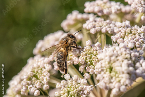 Canvas-taulu Honey bee collecting nectar on white umbel flowers.
