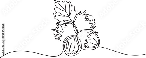 Hazelnuts with leaves drawn in continuous line in minimalism style, nut kernels, hazelnut fruits, in one line, one line art icon drawing vector