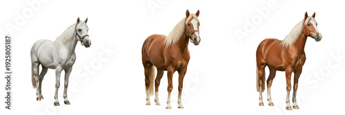 Photography Connemara Pony Equus ferus caballus isolated on white background, Irish native p