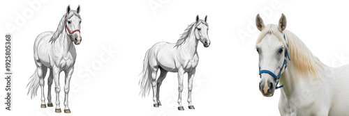 Fotografie Paso Fino Horse Equus ferus caballus isolated on white background, Puerto Rico a