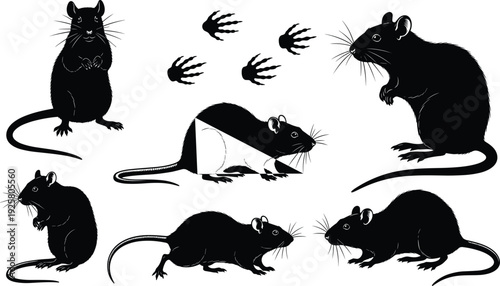 Rat silhouette illustration, rodent poses, paw prints, whiskers, tails, claws, pest control design,