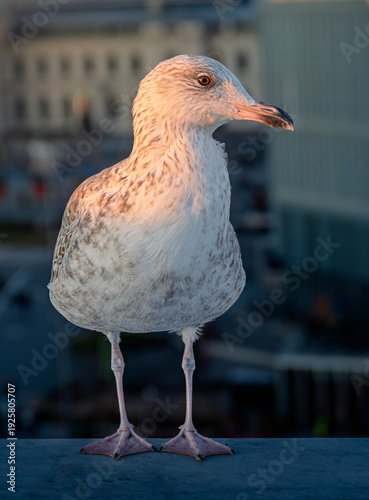gabbiani affollano il tetto del teatro dell'opera di oslo al tramonto