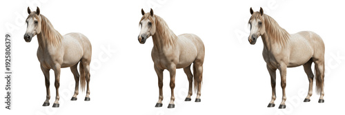 Canvas Print Criollo Horse Equus ferus caballus isolated on white background, South American