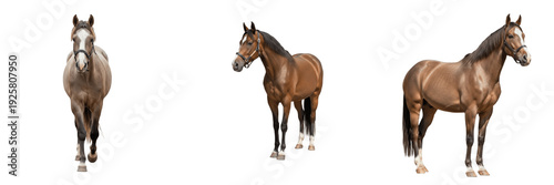 Foto Caspian Horse Equus ferus caballus isolated on white background, ancient small h