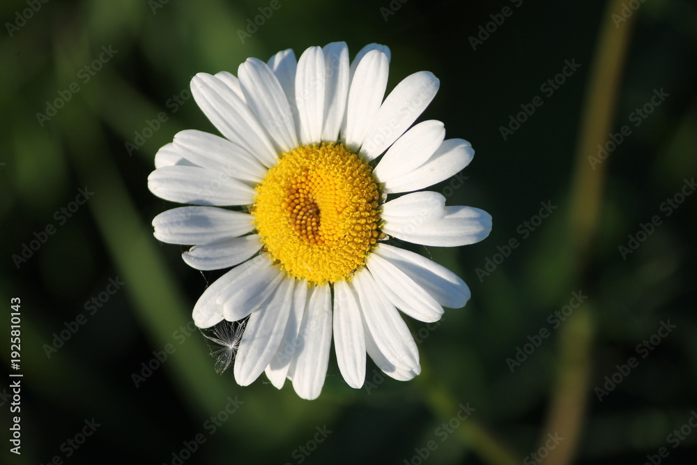 Obraz premium daisy flower close up