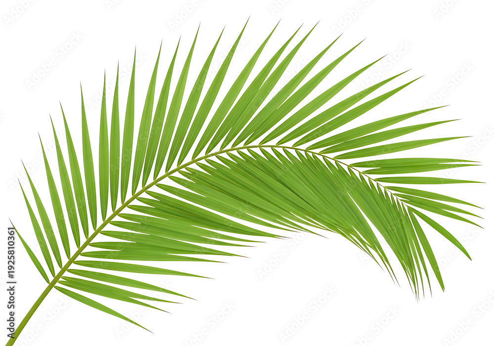 Obraz premium A green palm leaf on a white background