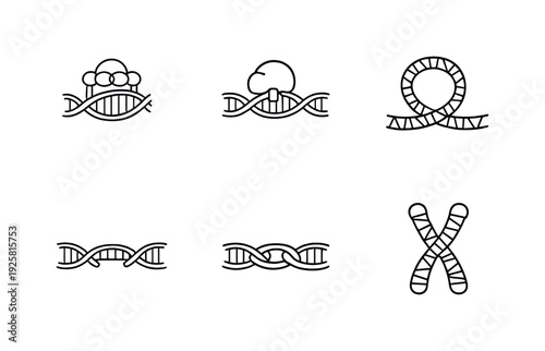 Line style icons of telomere-protection processes: end-cap shelterin piece, enzyme docking node, DNA-loop segment, elongation